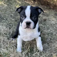 Cillian, a male Boston Terrier for sale in Sullivan, IL – Photo 2 of 3