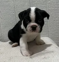 Cillian, a male Boston Terrier for sale in Sullivan, IL – Photo 2 of 3