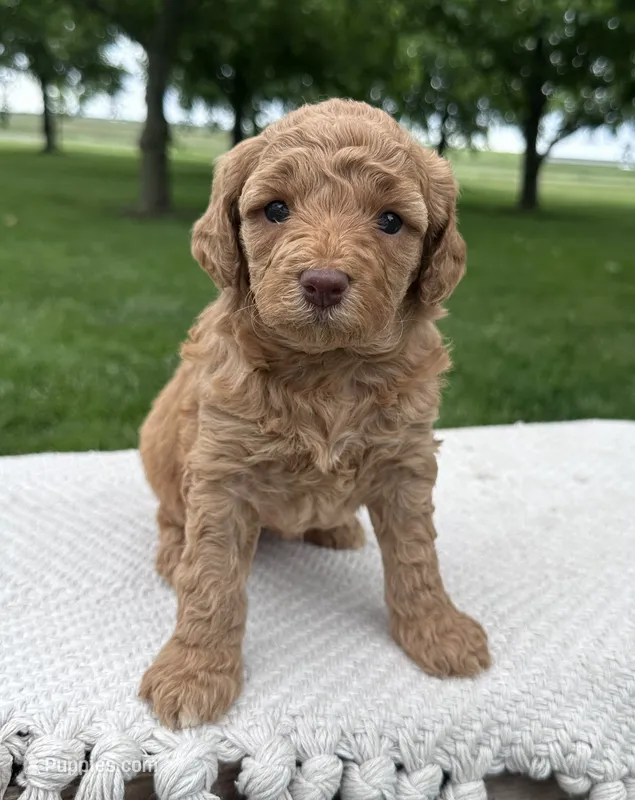 Charli – Miniature Goldendoodle puppy for sale in Sullivan, IL