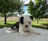 Partrick, a male Boston Terrier for sale in Sullivan, IL – 1 of 4