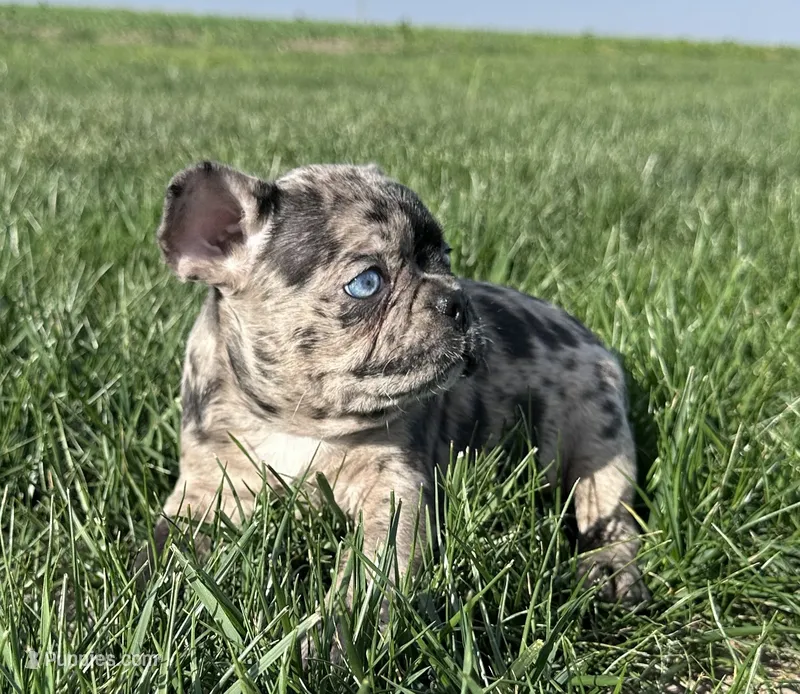 Maple – Frenchton puppy for sale in Sullivan, IL