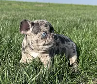 Maple, a female Frenchton for sale in Sullivan, IL – 1 of 4