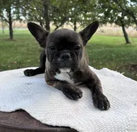 Kayda, a female Frenchton for sale in Sullivan, IL – 3 of 5