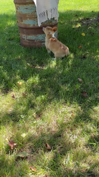 Ali, a female Pembroke Welsh Corgi for sale in Sullivan, IL – 5 of 5