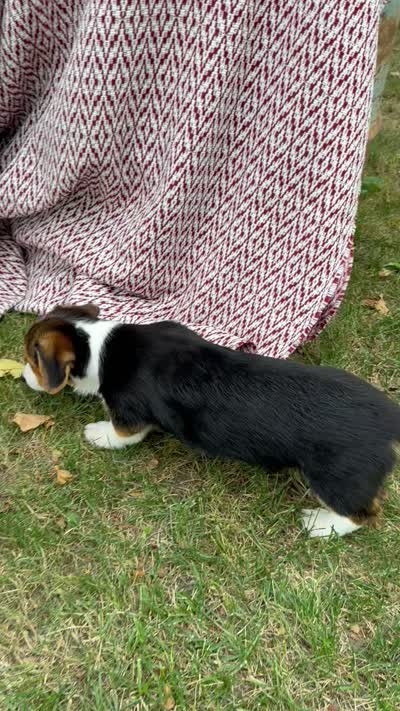 Autumn, a female Pembroke Welsh Corgi for sale in Sullivan, IL – 5 of 5