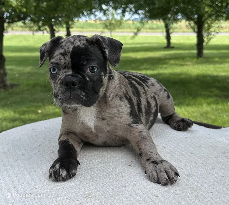 Maple – Frenchton puppy for sale in Sullivan, IL