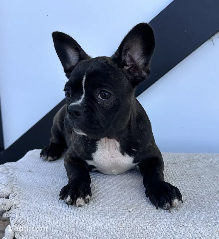 Kenzie – Frenchton puppy for sale in Sullivan, IL