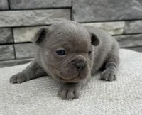 Colette, a female Frenchton for sale in Sullivan, IL – Photo 4 of 4