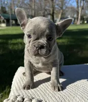 Colette, a female Frenchton for sale in Sullivan, IL – 4 of 4