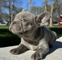 Colette, a female Frenchton for sale in Sullivan, IL – 2 of 4