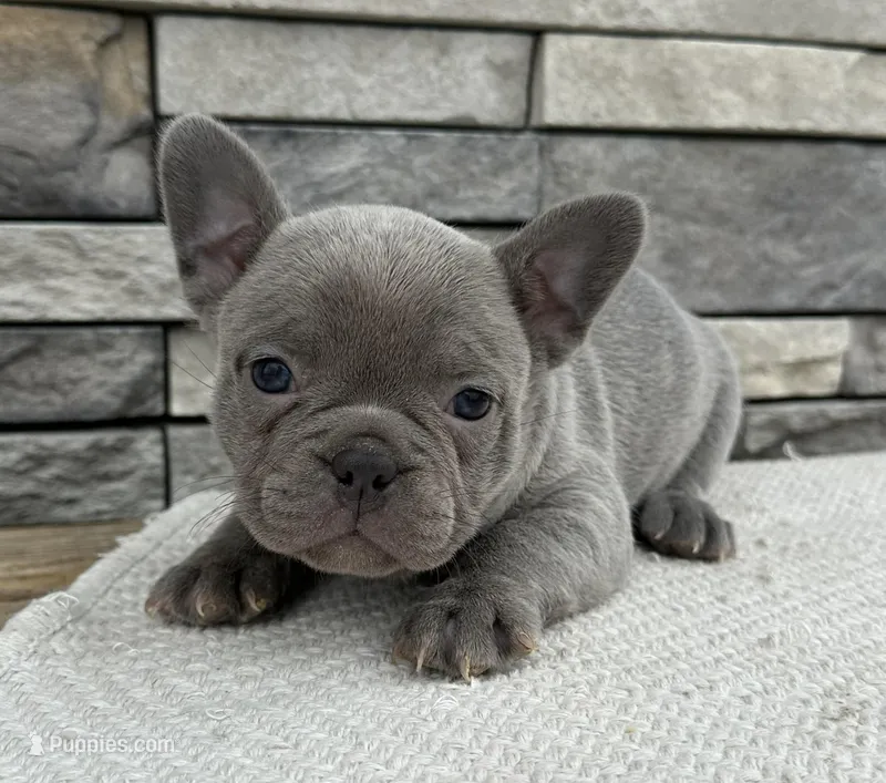 Colette – Frenchton puppy for sale in Sullivan, IL