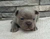 Colette, a female Frenchton for sale in Sullivan, IL – Photo 2 of 4