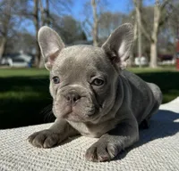 Colette, a female Frenchton for sale in Sullivan, IL – 3 of 4