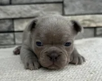 Colette, a female Frenchton for sale in Sullivan, IL – Photo 1 of 4