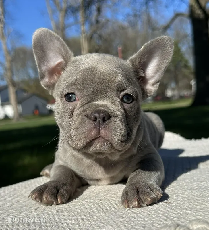 Colette – Frenchton puppy on hold in Sullivan, IL