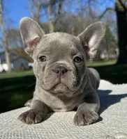 Colette, a female Frenchton for sale in Sullivan, IL – 1 of 4