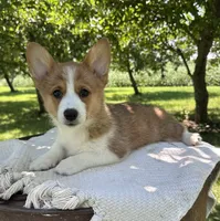 Cinnamon, a female Pembroke Welsh Corgi for sale in Sullivan, IL – 3 of 4