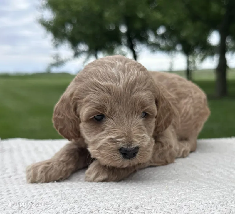 Vesper – Miniature Goldendoodle puppy for sale in Sullivan, IL