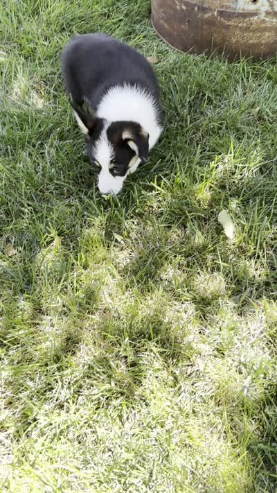 Pumpkin, a female Pembroke Welsh Corgi for sale in Sullivan, IL – 3 of 3