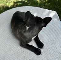 Kenzie, a female Frenchton for sale in Sullivan, IL – 5 of 6