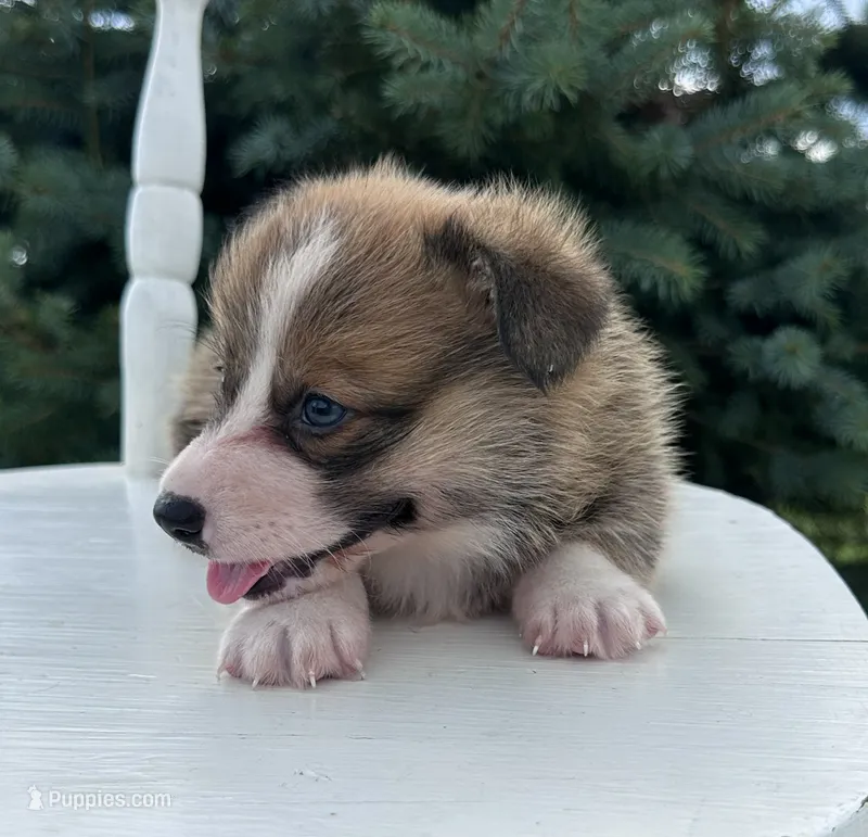 Jax – Pembroke Welsh Corgi puppy for sale in Sullivan, IL