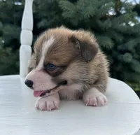 Jax, a male Pembroke Welsh Corgi for sale in Sullivan, IL – 3 of 4