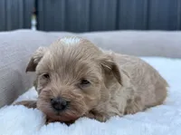 Sailor, a male Maltipoo for sale in Sullivan, IL – 4 of 4