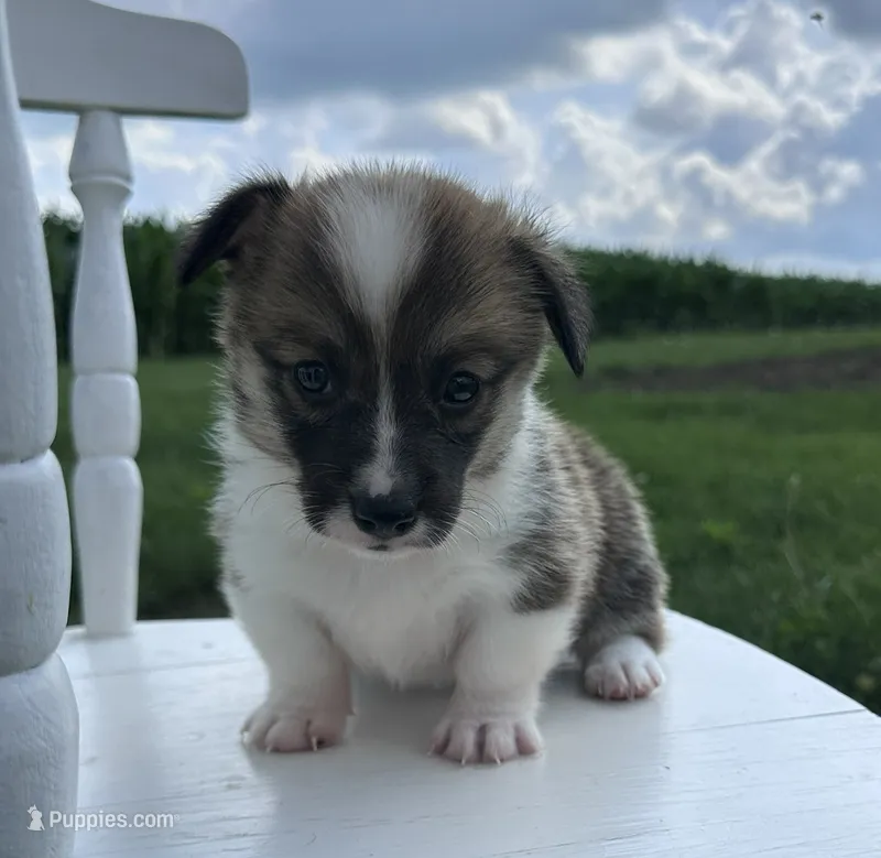 Kya – Pembroke Welsh Corgi puppy for sale in Sullivan, IL