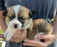 Sandy, a male Pembroke Welsh Corgi for sale in Sullivan, IL – 2 of 3