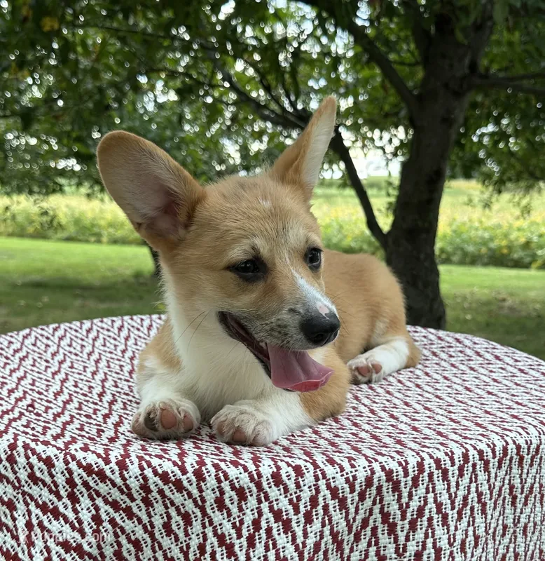 Ali – Pembroke Welsh Corgi puppy for sale in Sullivan, IL
