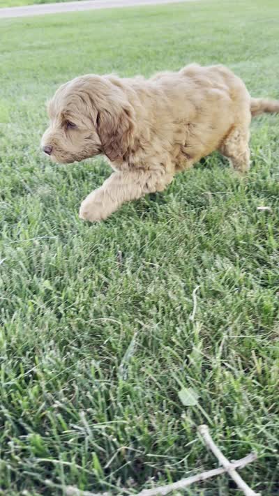Bear, a male Miniature Goldendoodle for sale in Sullivan, IL – 5 of 5