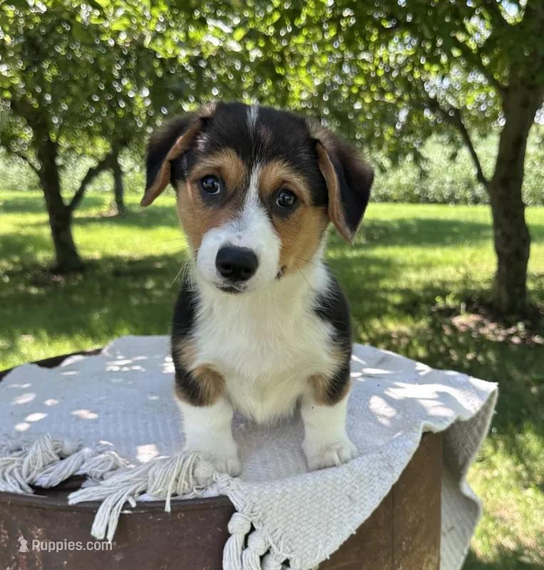 Autumn – Pembroke Welsh Corgi puppy for sale in Sullivan, IL