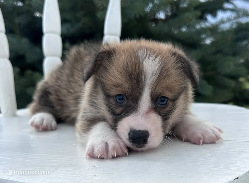 Jax – Pembroke Welsh Corgi puppy for sale in Sullivan, IL