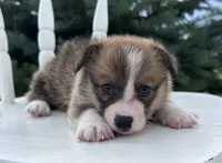 Jax, a male Pembroke Welsh Corgi for sale in Sullivan, IL – 1 of 4