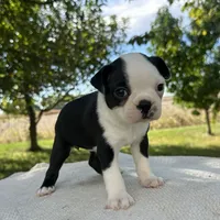Amara, a female Boston Terrier for sale in Sullivan, IL – 3 of 4