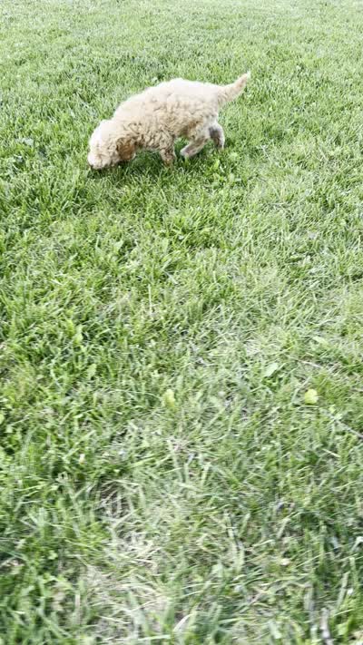 Sky, a male Miniature Goldendoodle for sale in Sullivan, IL – 6 of 6