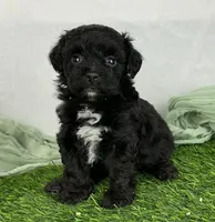 Shanaya, a female Havapoo for sale in Sullivan, IL – Photo 3 of 3