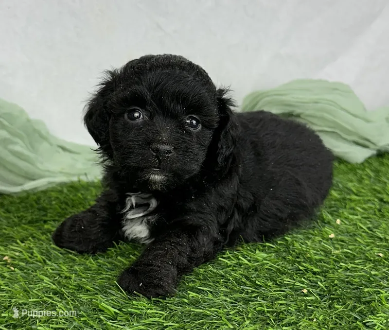Shanaya – Havapoo puppy for sale in Sullivan, IL
