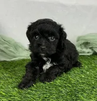 Shanaya, a female Havapoo for sale in Sullivan, IL – Photo 2 of 3