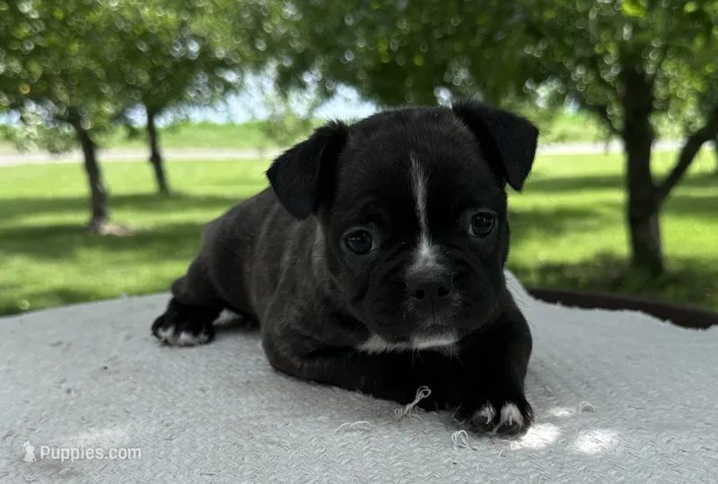 Aniya – Frenchton puppy for sale in Sullivan, IL