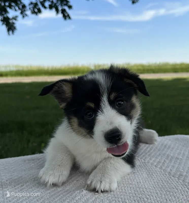 Skyler – Pembroke Welsh Corgi puppy for sale in Sullivan, IL