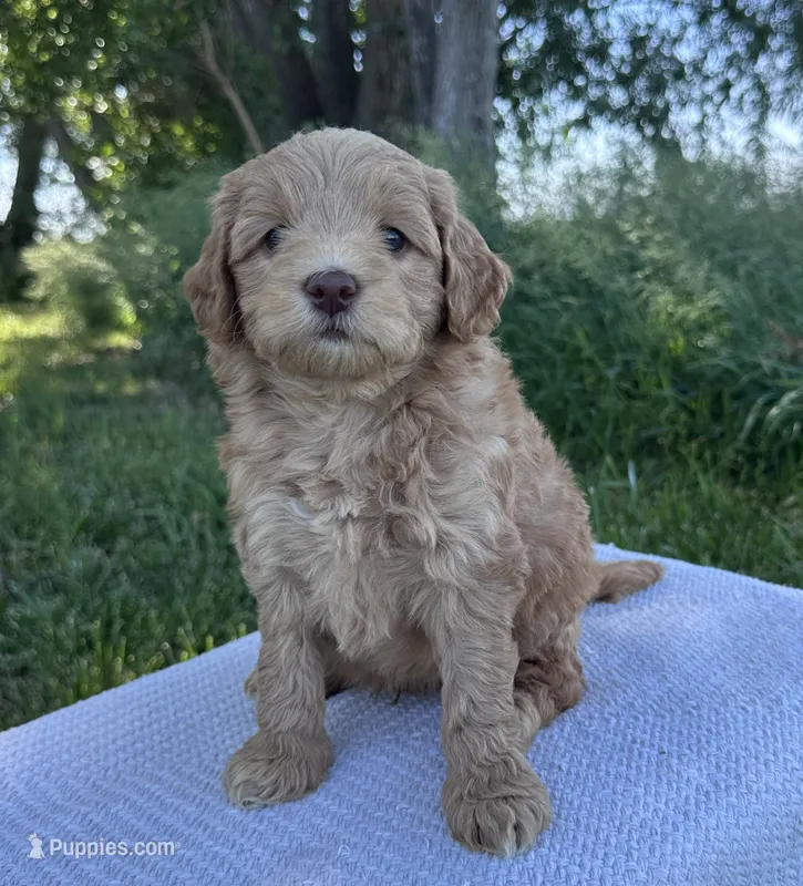 Rosenthal – Miniature Goldendoodle puppy for sale in Sullivan, IL