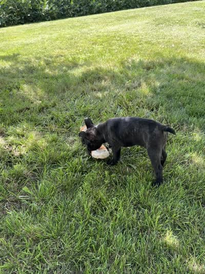 Kenzie, a female Frenchton for sale in Sullivan, IL – 6 of 6