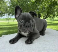 River, a male Frenchton for sale in Sullivan, IL – 1 of 5