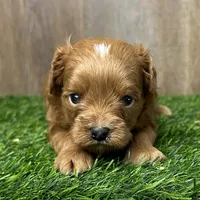 Cooper, a male Cavapoo for sale in Sullivan, IL – Photo 1 of 2