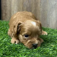 Cooper, a male Cavapoo for sale in Sullivan, IL – Photo 2 of 2