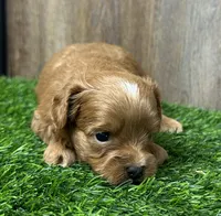 processed/75cedb22-4882-4e22-a0a3-0f44036a3d95/listing/79413462-34e0-4545-9f2e-1f731c9d64d1/e841eaf1-435d-4614-ae62-eeac43eaf8cb