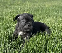 Everest, a male Frenchton for sale in Sullivan, IL – 3 of 4