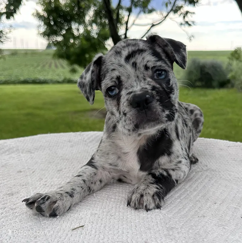 Forrest – Frenchton puppy for sale in Sullivan, IL