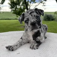 Forrest, a male Frenchton for sale in Sullivan, IL – 1 of 6
